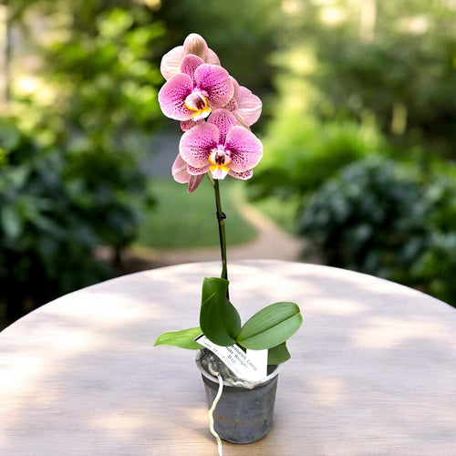 Phalaenopsis Long Pride Berger