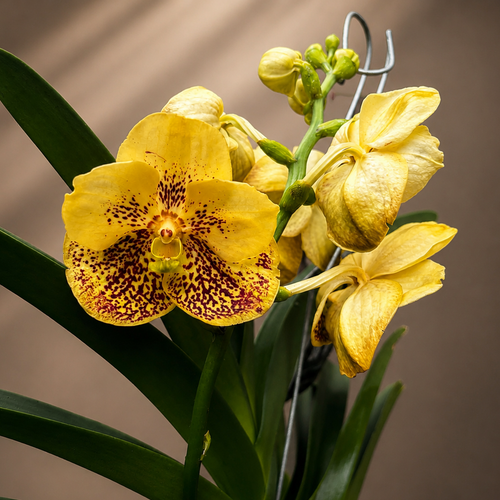 Vanda Sunanda Yellow Henna (ANSU)