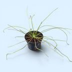 Drosera filiformis
