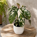 Calathea 'White Fusion'