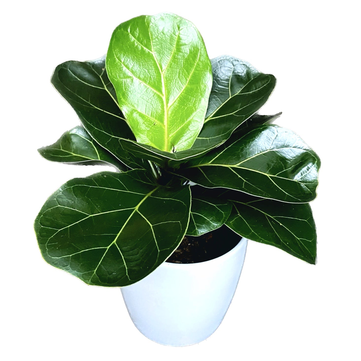 Ficus lyrata 'Bambino' D11