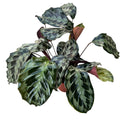 Calathea dressleri 'Helen Kennedy' - okazy XL