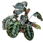 Calathea dressleri 'Helen Kennedy' - okazy XL