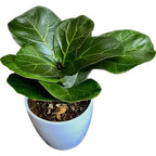 Ficus lyrata 'Bambino' D11