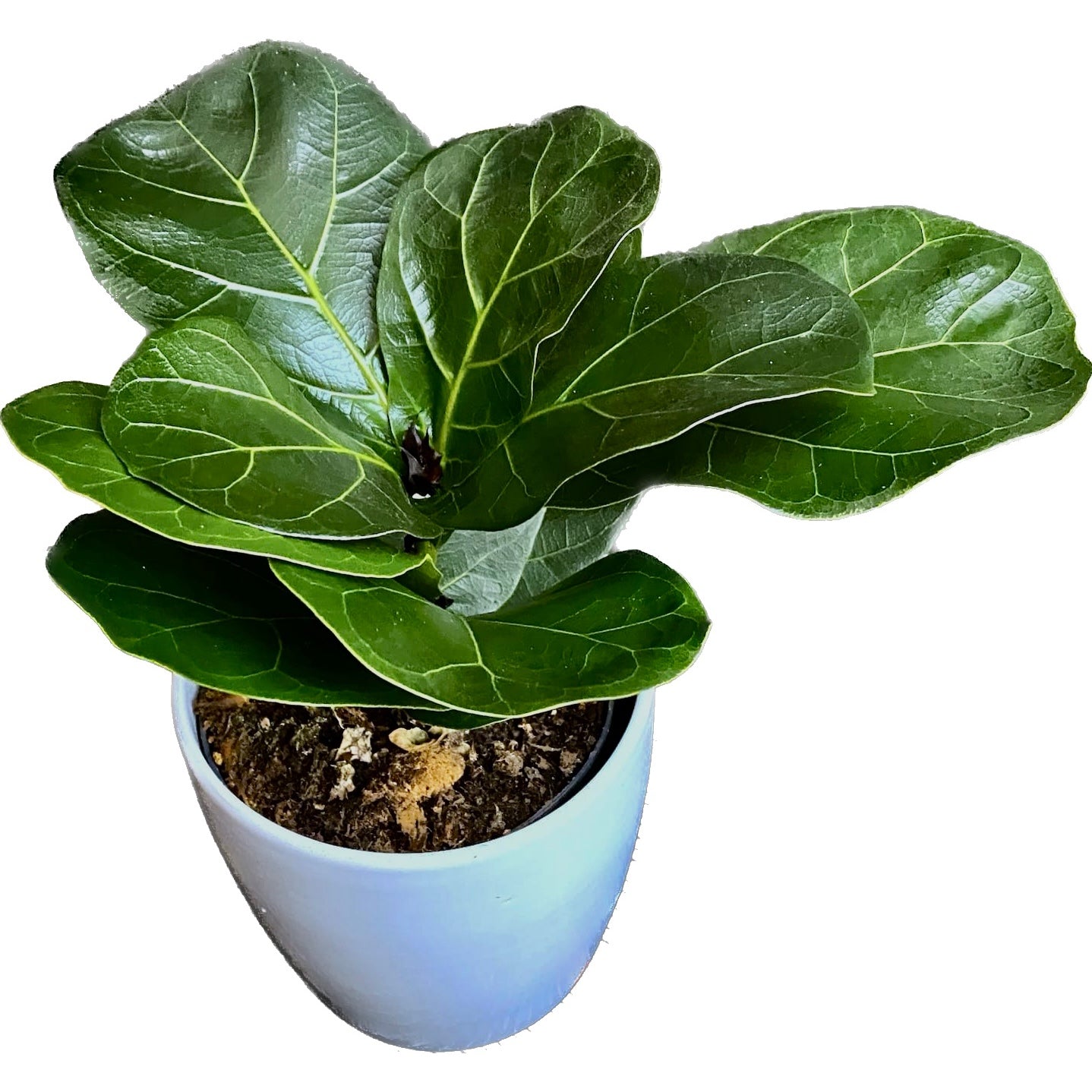 Ficus lyrata 'Bambino' D11