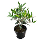 Maslin (Olive tree - Olea Europaea)