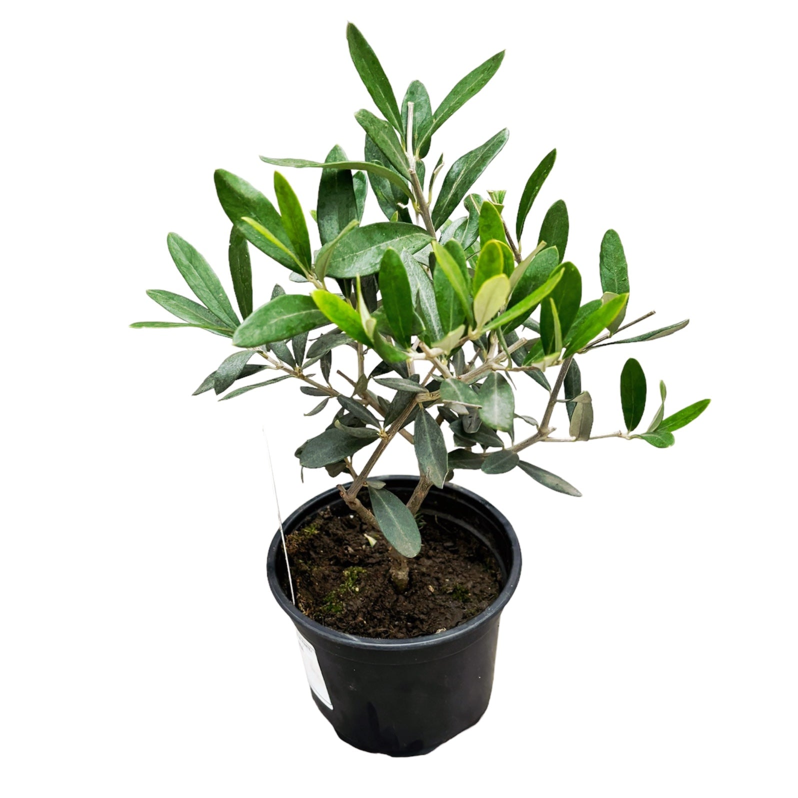 Maslin (Olive tree - Olea Europaea)