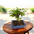 Bonsai Zelkova (Ulmul Japonez)