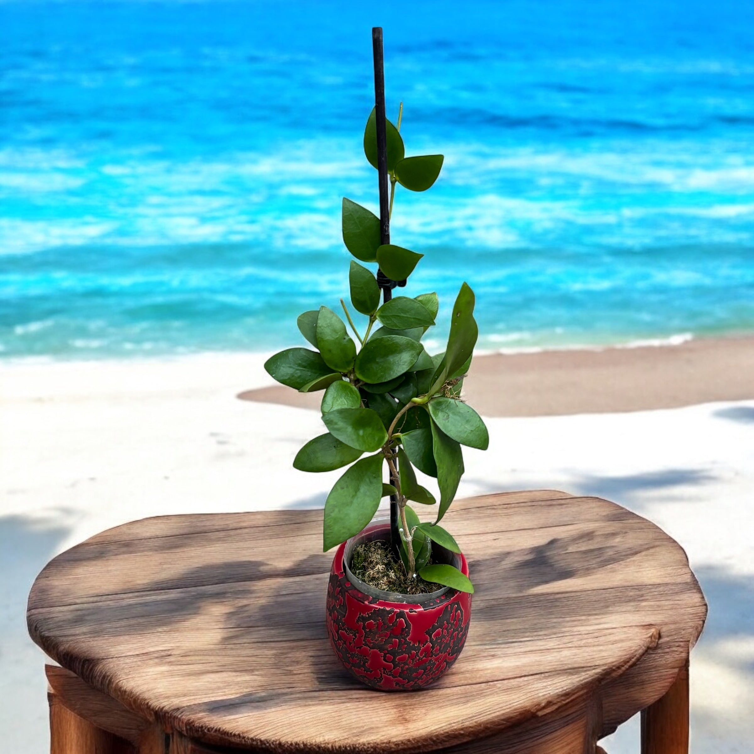 Hoya myrmecopa 'Big leaves' parfumata - exemplare dezvoltate