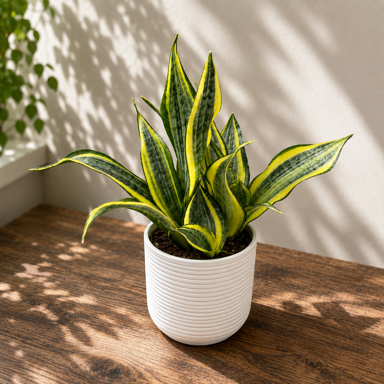 Sansevieria 'Hi Color' - planta espada con variegación espectacular