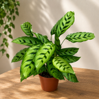 Calathea Leopardina (påfågelväxt) D12
