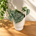 Scindapsus ‘Silver Lady’ – eleganta tropicala cu frunzis argintiu-pictat