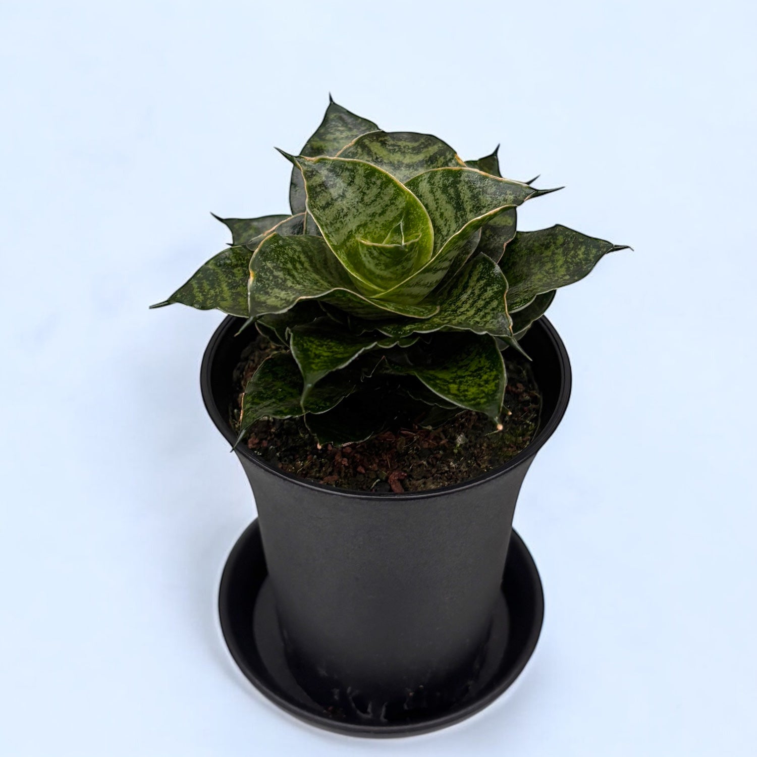 Sansevieria ‘Comet Mini Queen’