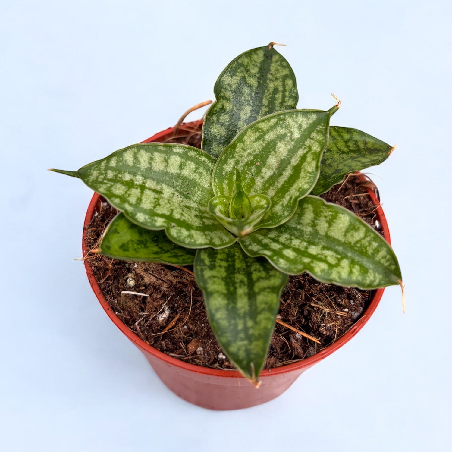 Sansevieria (Snake plant) – a hardy plant, easy to care for