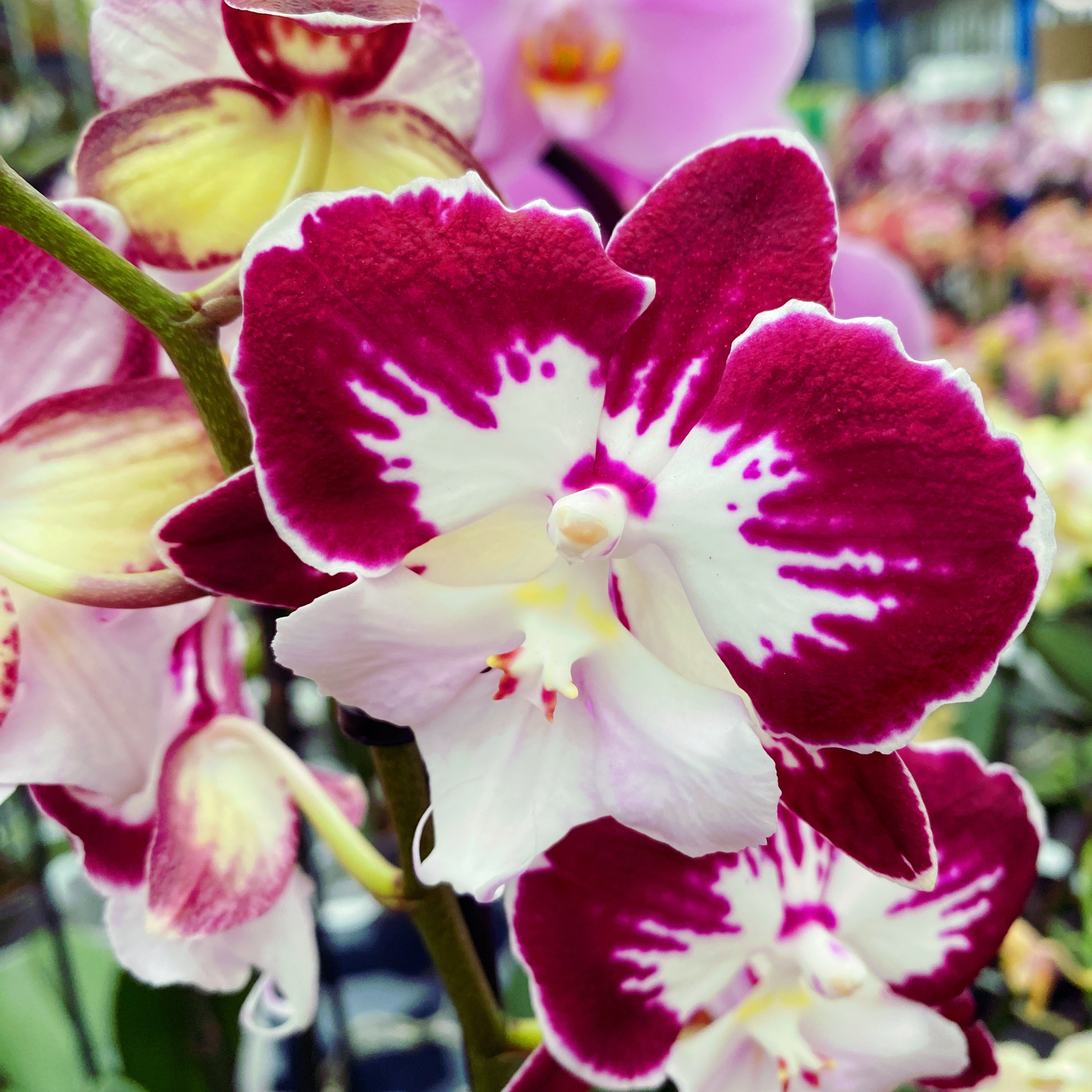 Phalaenopsis Tinkerbell's KizZ big lip