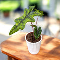 Alocasia 'Jacklyn' (Babypflanze) 2-3 Blätter