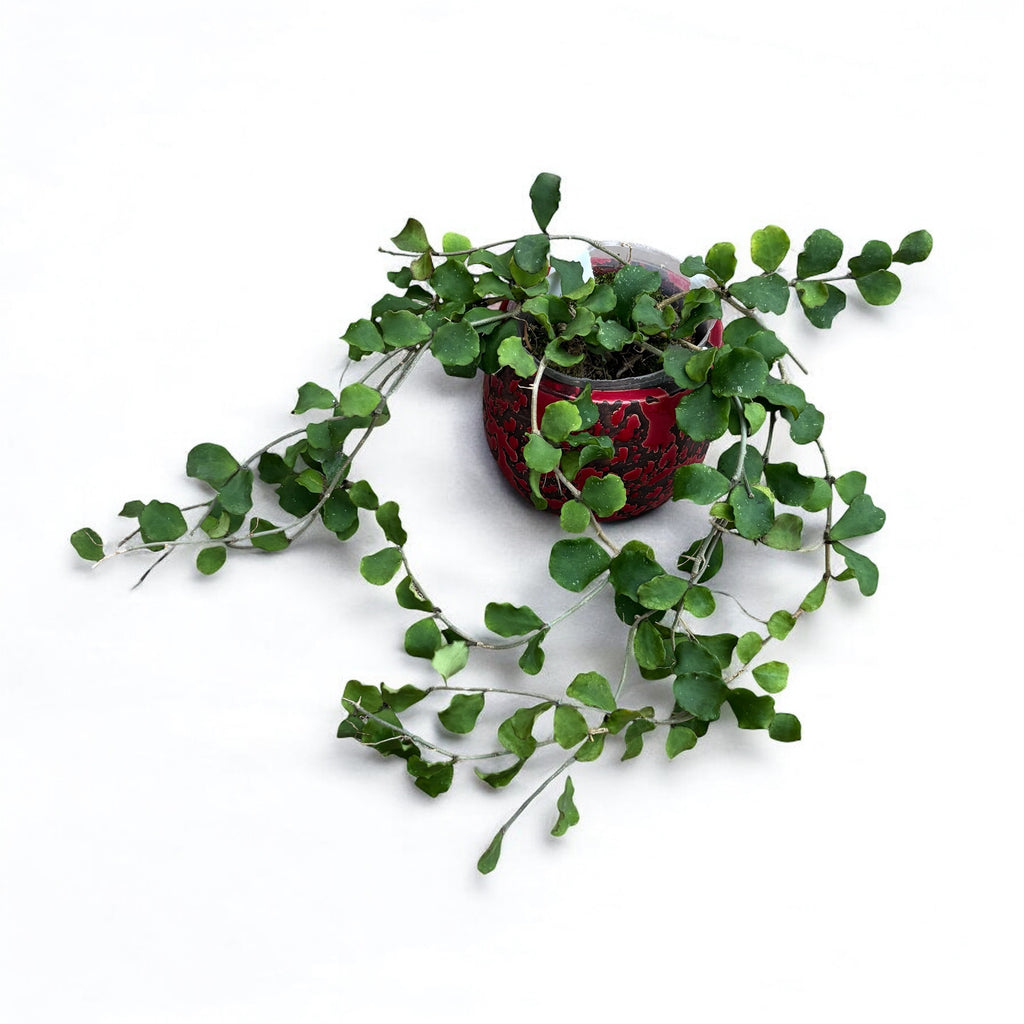 Hoya kanyakumariana - exemplare dezvoltate