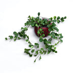 Hoya kanyakumariana - ausgewachsene Exemplare