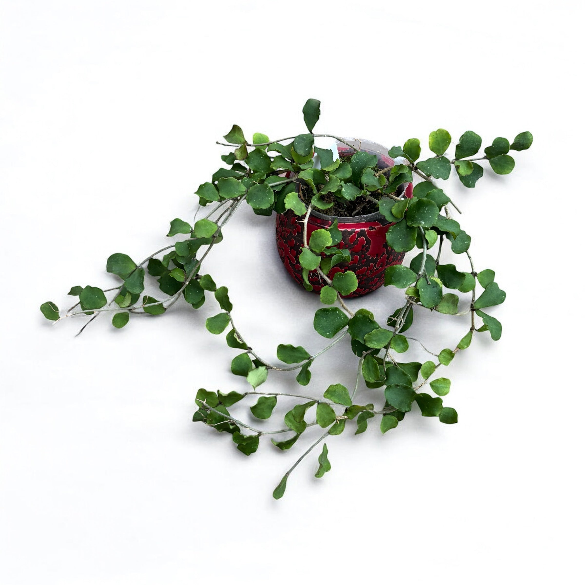 Hoya kanyakumariana - exemplare dezvoltate