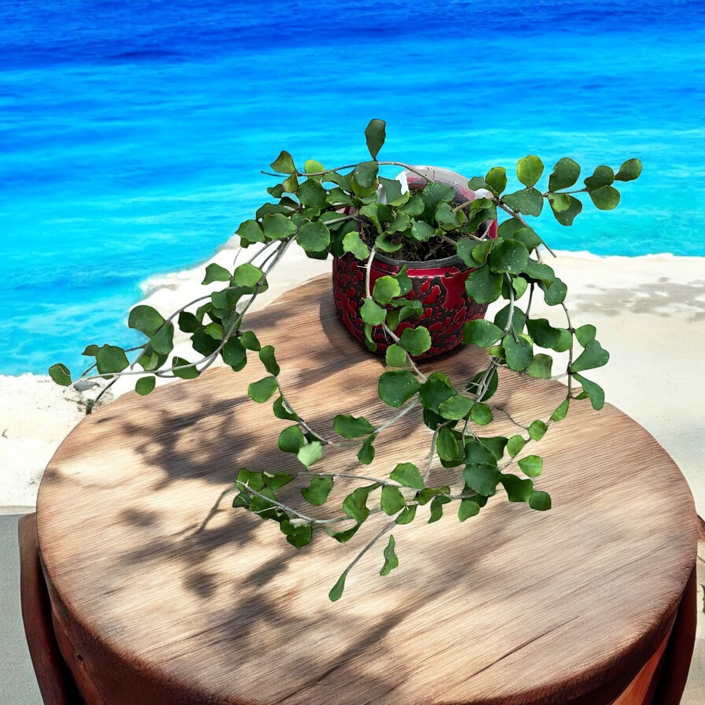 Hoya kanyakumariana - exemplare dezvoltate