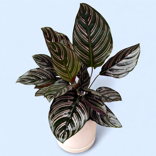 Calathea Ornata Sanderiana (Pfauenpflanze) – Secret Garden Plant Shop