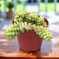Sedum burrito (Donkey's tail)