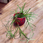 Hoya retusa (Grass Leafed Hoya)