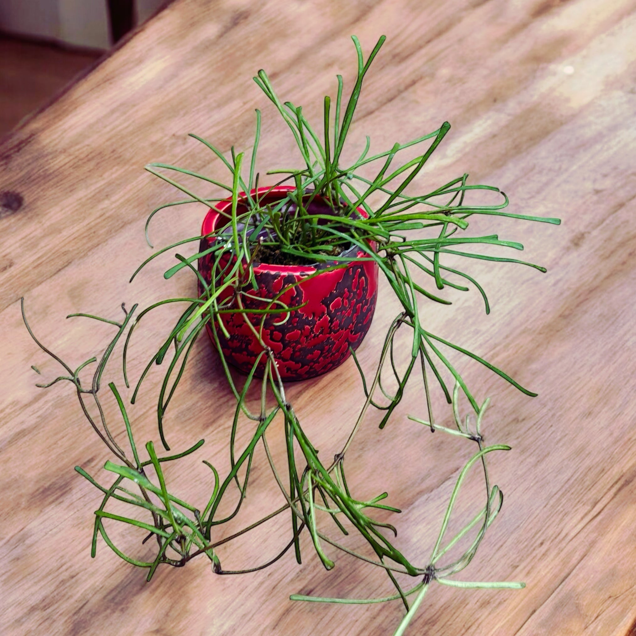 Hoya retusa (Grass Leafed Hoya)