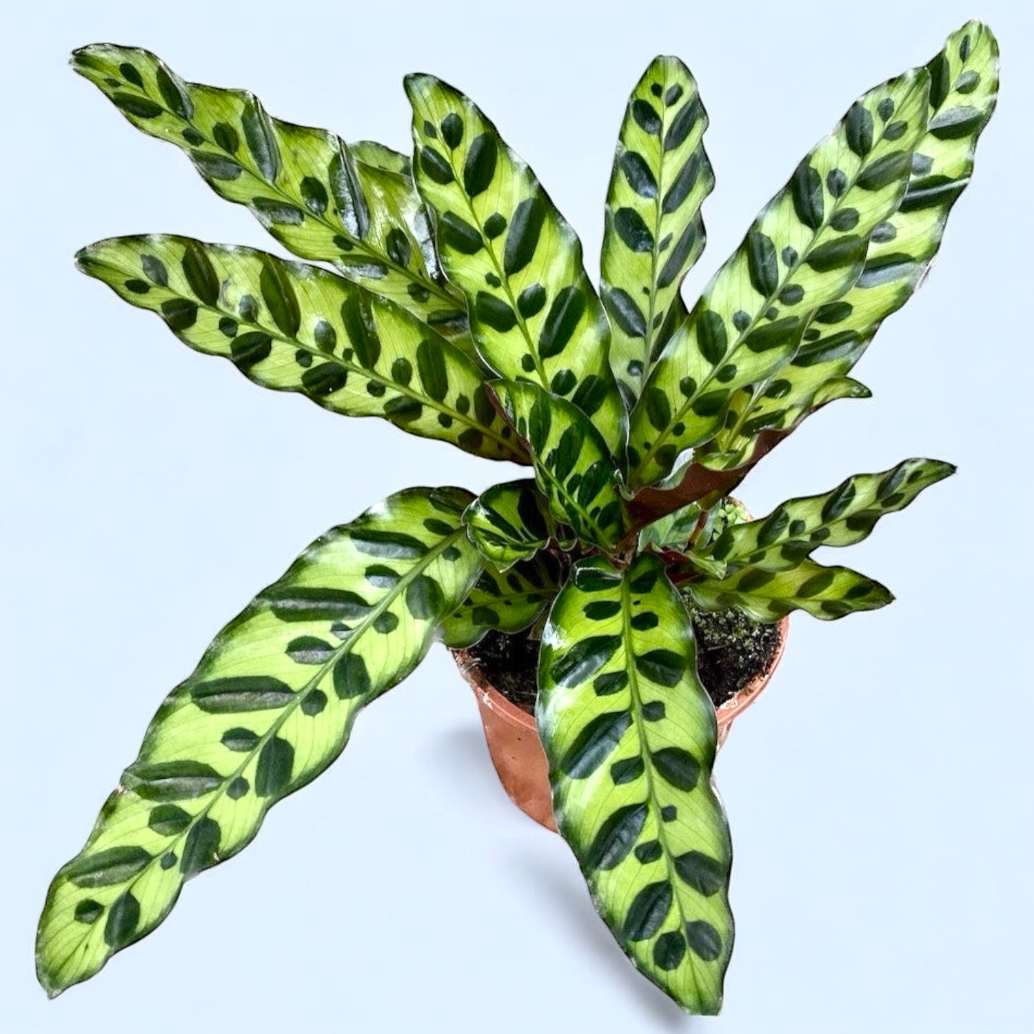 Calathea Lancifolia Insigne (Calathea Hadí kůže)