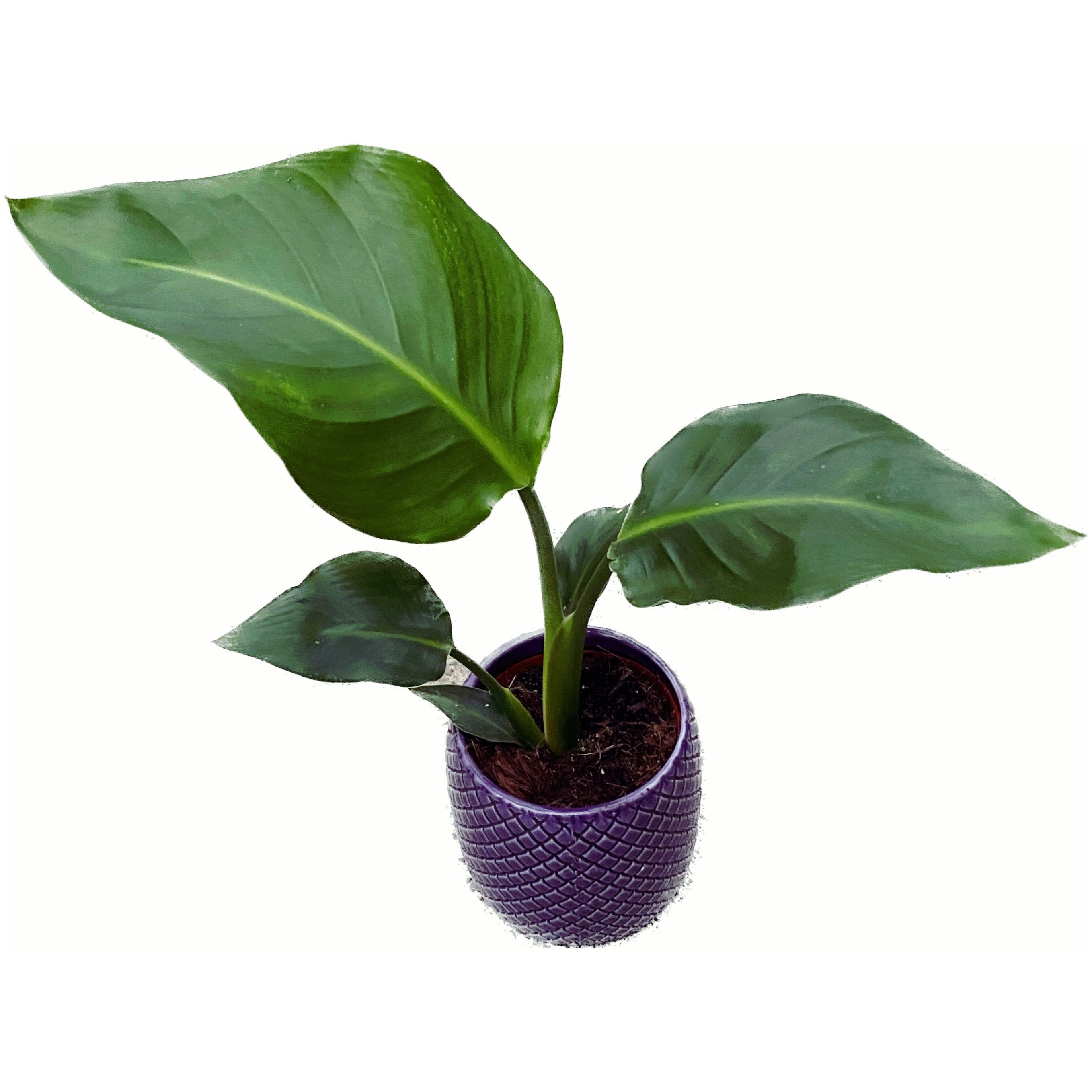 Strelitzia Nicolai (Pasarea Paradisului) D9