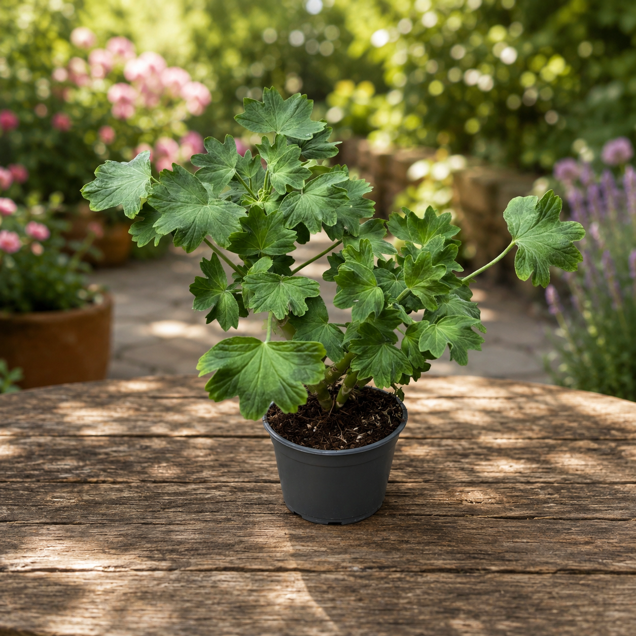 Piros csillagos muskátli - Pelargonium Fireworks 'Scarlet'
