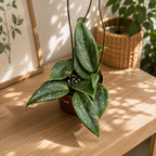 Hoya wibergiae