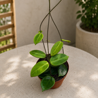 Hoya vangviengiensis