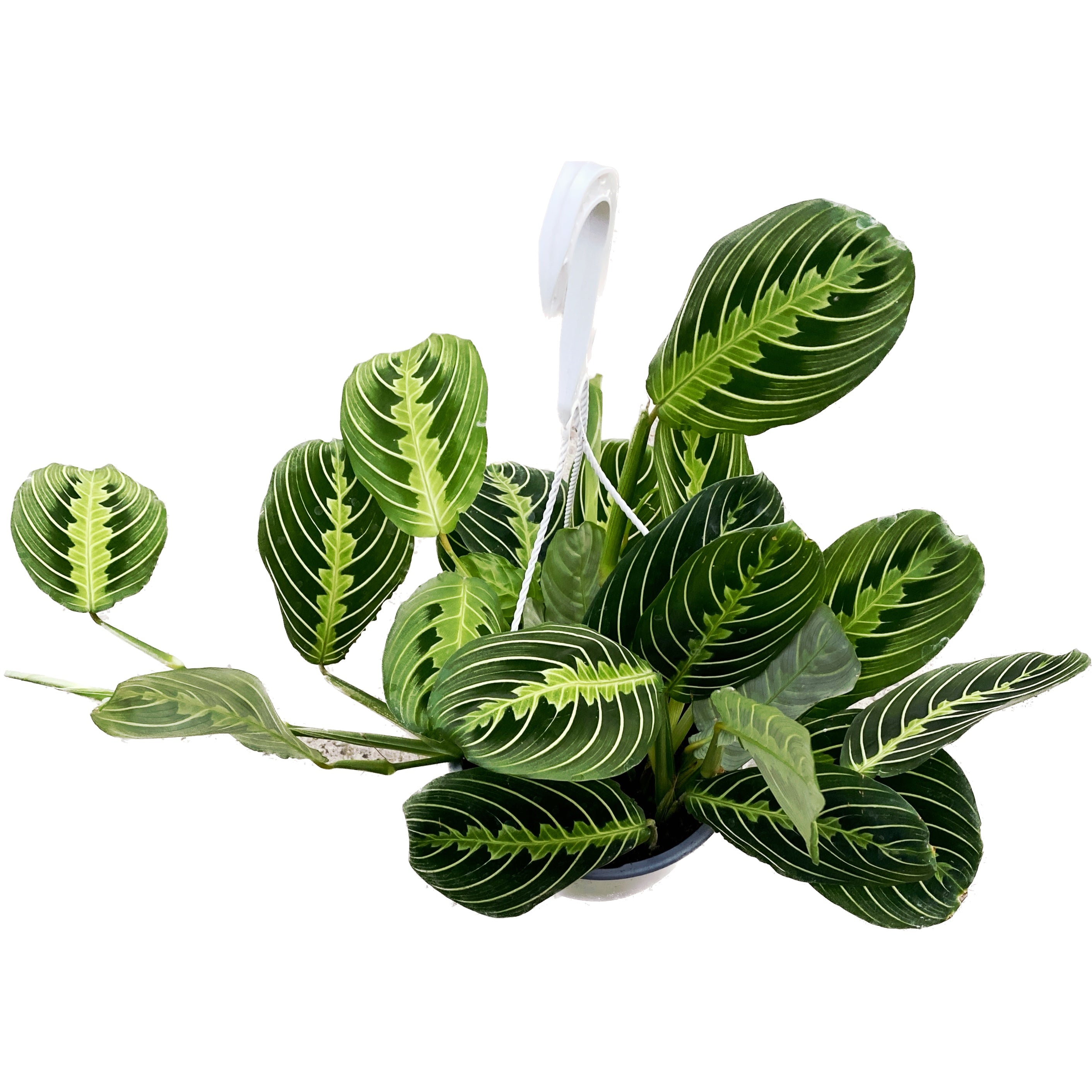 Maranta leuconeura ‘Lemon Lime’ 3-4plante/ghiveci