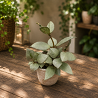 Hoya krohniana 'Eskimo' D6 (2-3 rostliny/květináč)