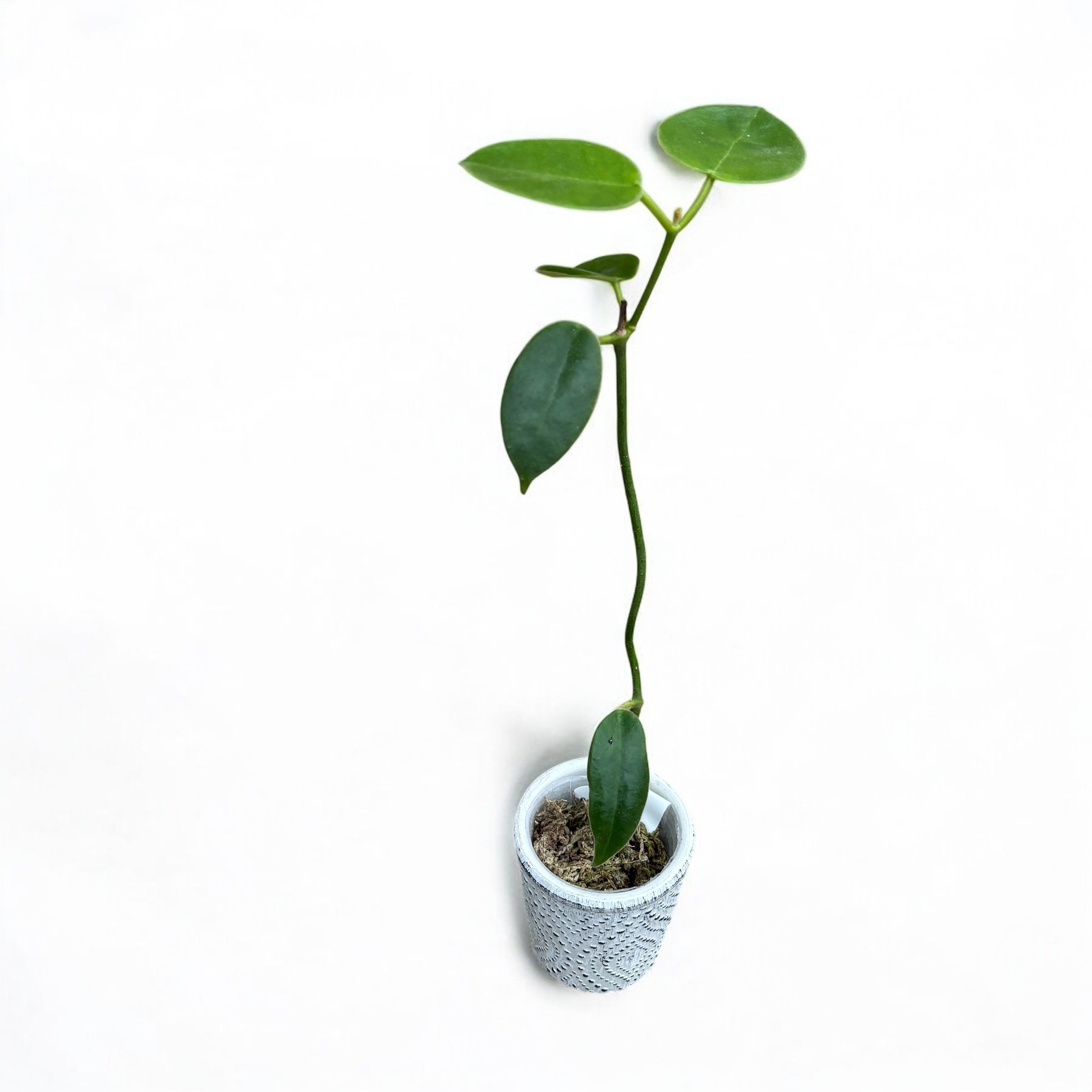 Hoya lauterbachii - flori uriase, parfumate