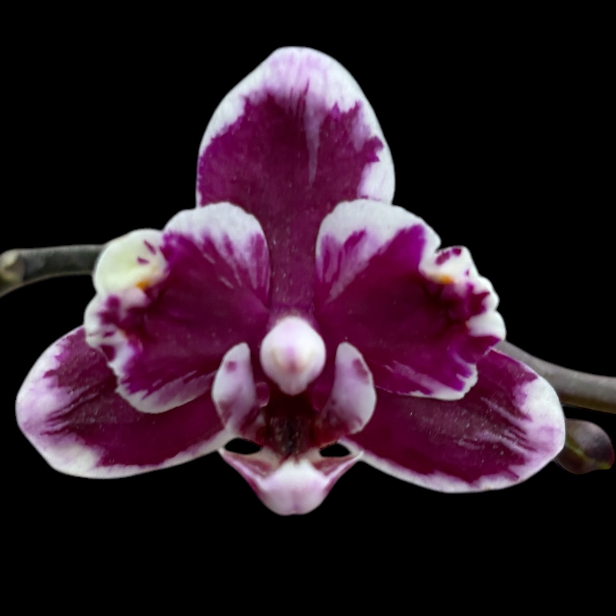 Phalaenopsis I-Hsin Black Soot 'Splash' (pelorica)