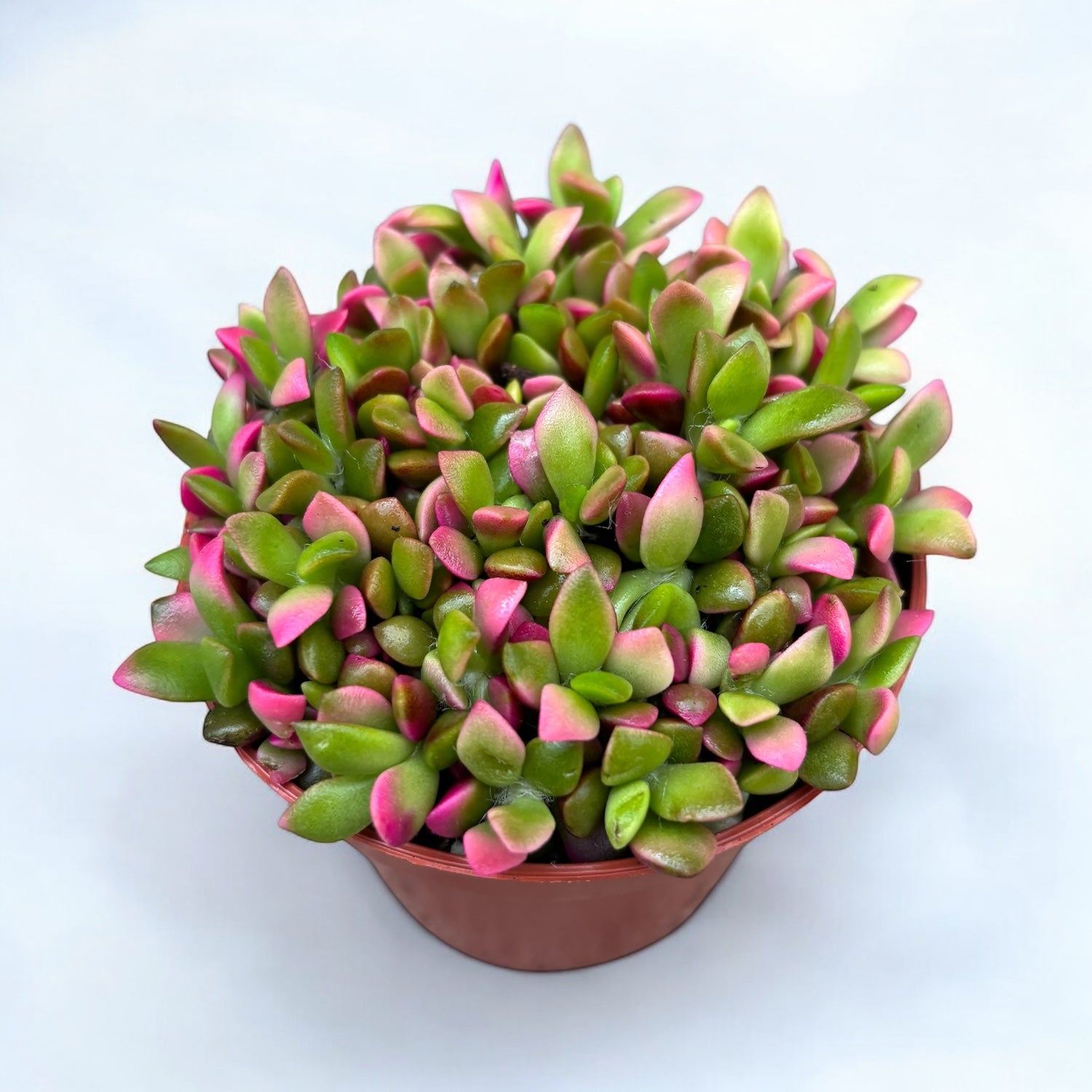 Anacampseros rufescens 'Sunrise' - suculenta compacta cu frunzis multicolor