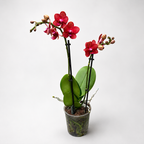 Phalaenopsis Reyoung Miley - illatos virágok