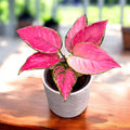 Aglaonema 'Pinky Promises' - тропически нюанси на розово и зелено