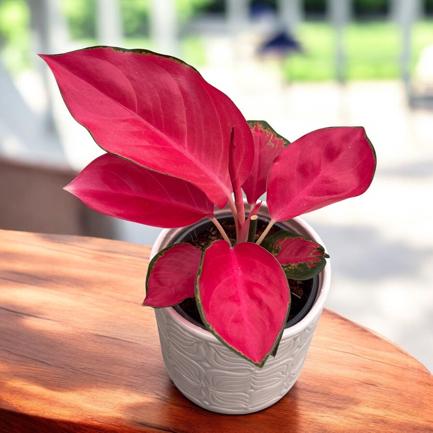 Aglaonema 'China Red' (Chili Red) – planta exotica cu frunzis