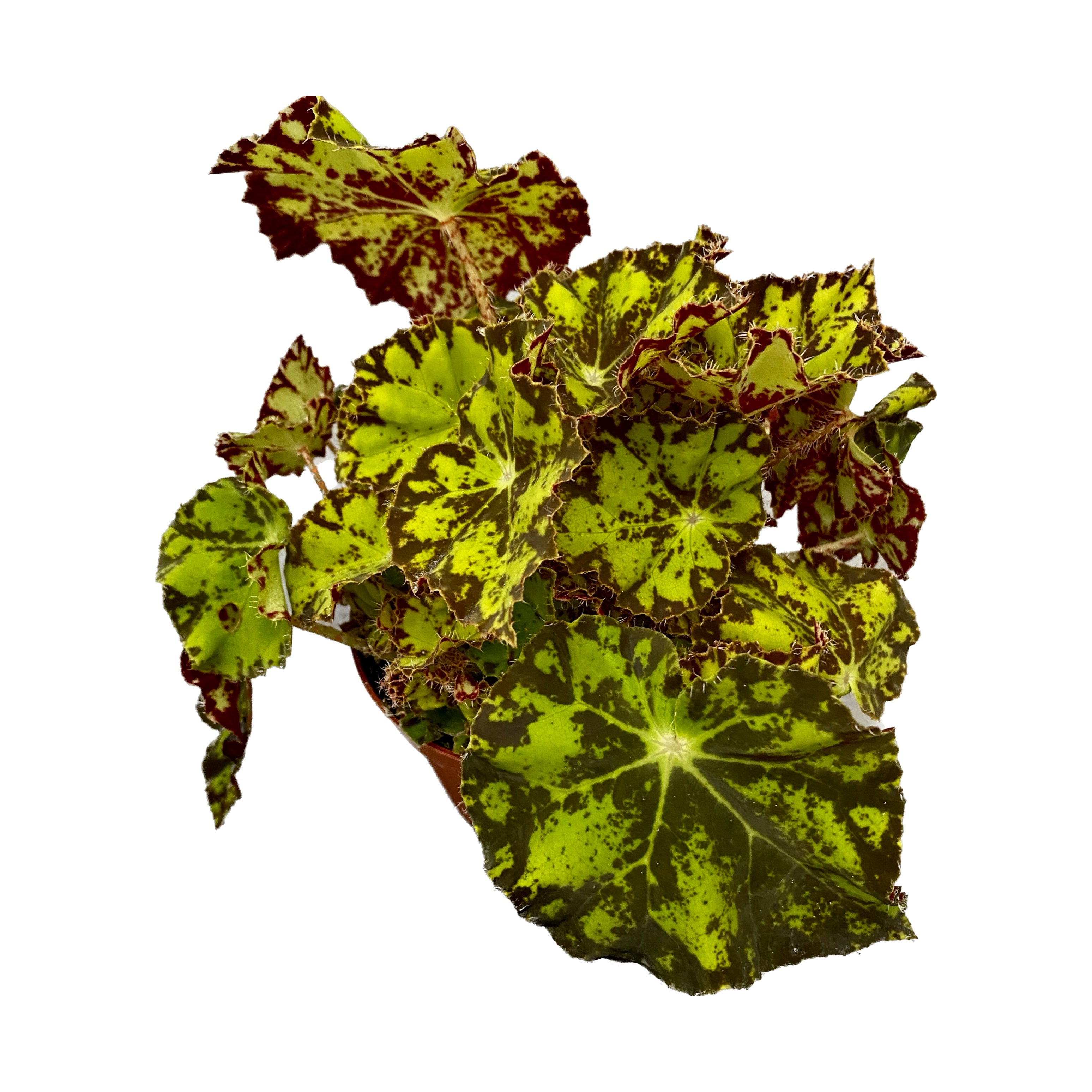 Begonia 'Magic Colours Rondeau' D8