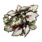 Begonia Magic Colours 'Coco' D8