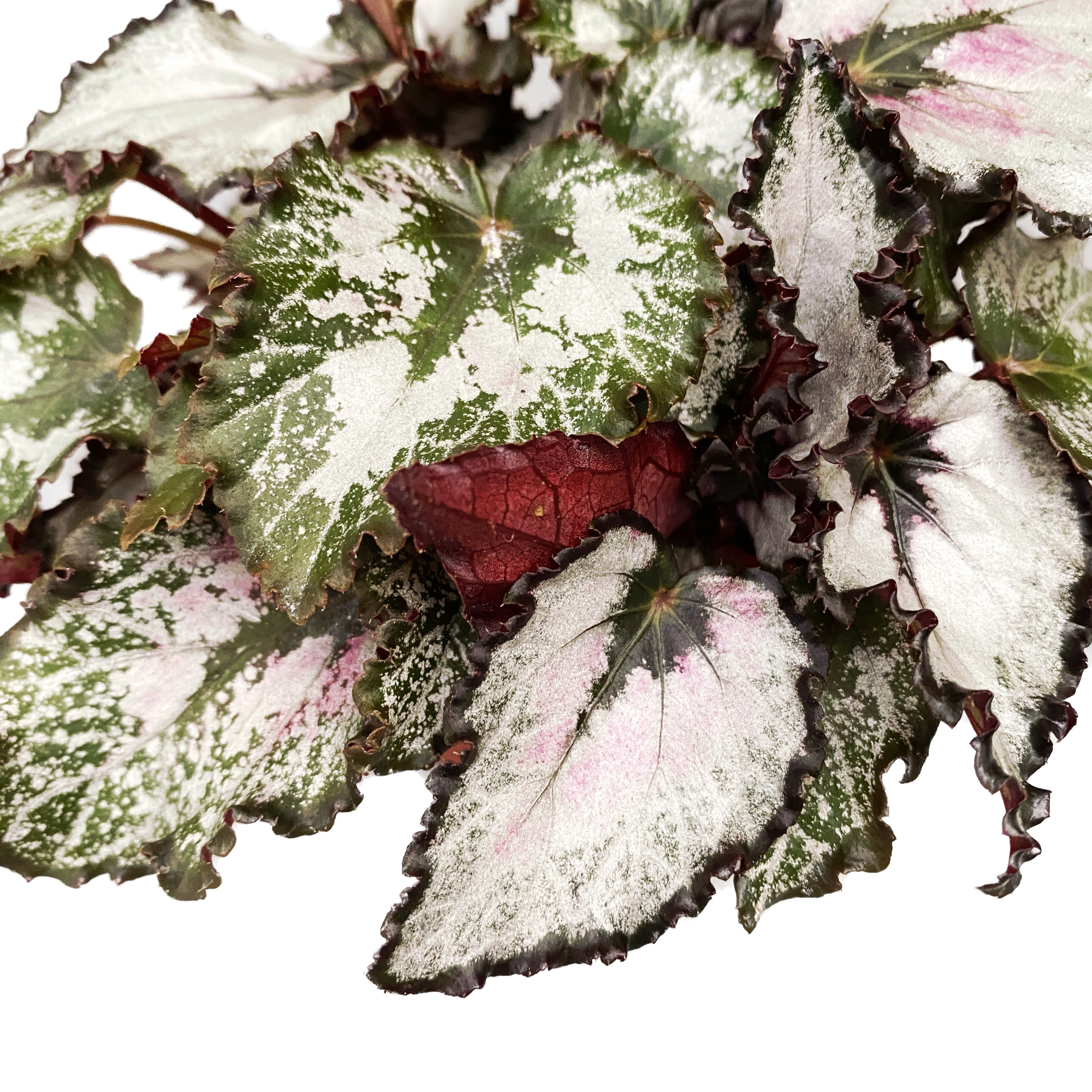 Begonia Magic Colours 'Coco' D8