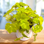 Begonia Lima Rakkaus