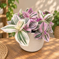 Tradescantia ‘Unicorn’ - trailing plant with pastel foliage in magical shades
