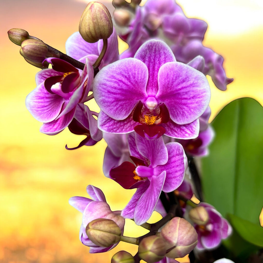 Phalaenopsis Éblouissante Diva