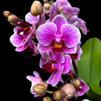 Phalaenopsis Oslnivá Diva