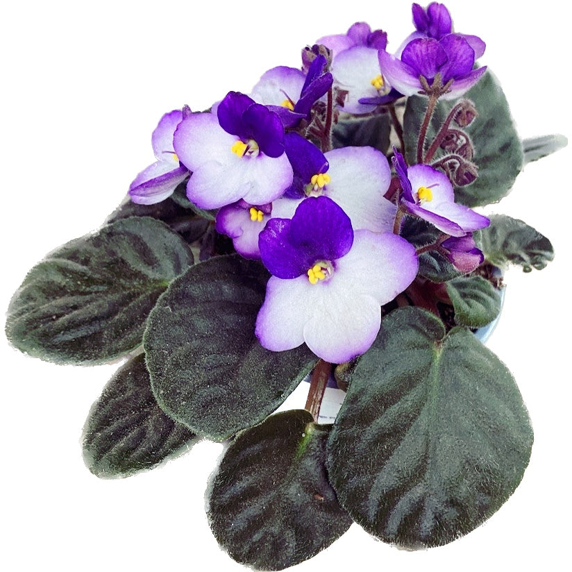 Saintpaulia Trendy Purple - violete bicolore