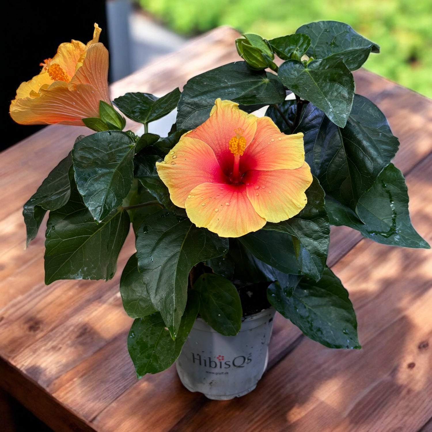 Hibiscus rosa-sinensis 'New Apollo' - flori XL (2-3 plante/ghiveci